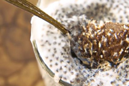Power-Packed Chia Seed Pudding: Protein Boosted Delight